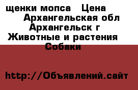 щенки мопса › Цена ­ 15 000 - Архангельская обл., Архангельск г. Животные и растения » Собаки   